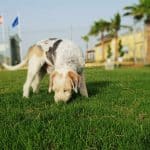 Residencia Canina Mascotas Nazarenas – Guardería Canina en Dos Hermanas