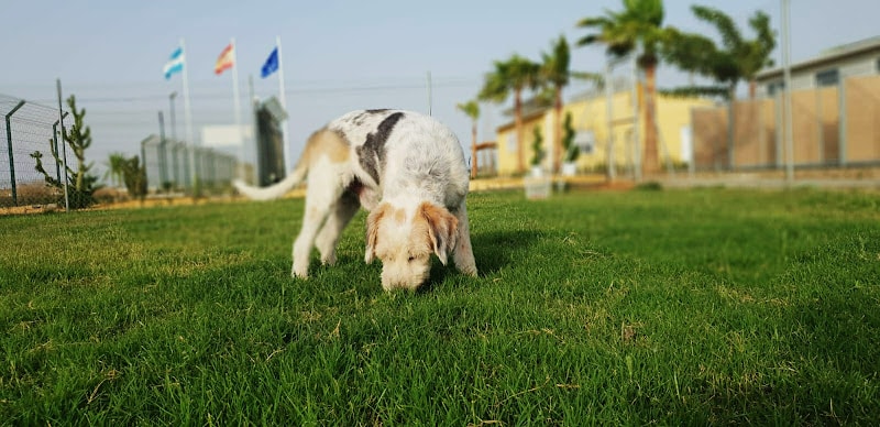 Negocio Residencia Canina Mascotas Nazarenas