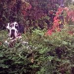 Residencia Canina Monteleón Ahora Giras K9 – Guardería Canina en Madrid