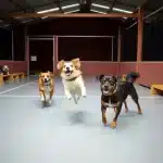 Residencia Canina Neberondo – Guardería Canina en Biscay