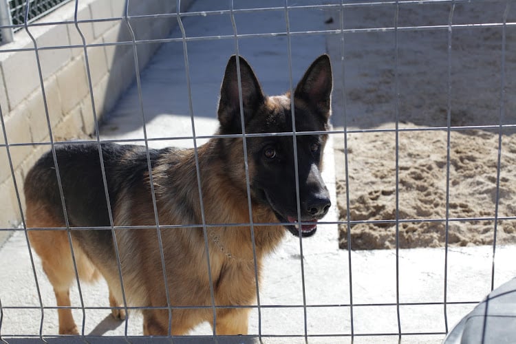 Negocio Residencia Canina Nuestra Señora De Sonsoles