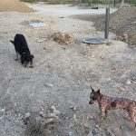 Residencia Canina Payá Pau – Guardería Canina en Mutxamel