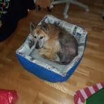 Residencia Canina Quincocan – Guardería Canina en Getxo