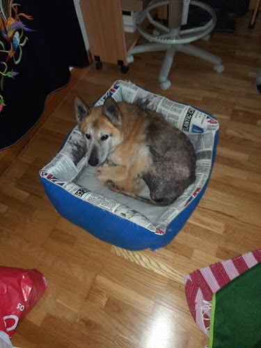 Residencia Canina Quincocan