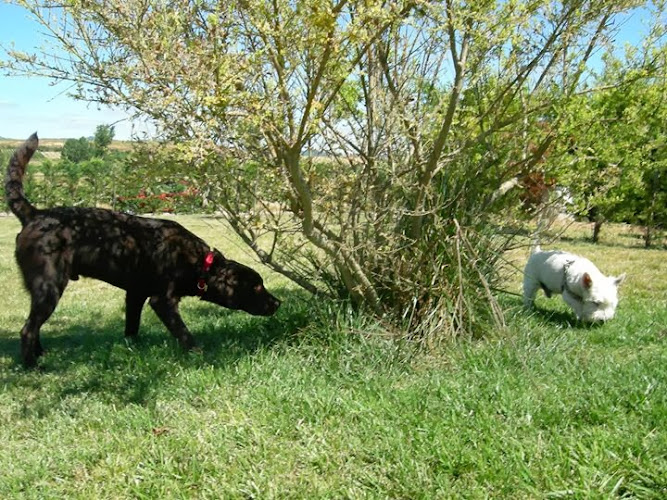 Negocio Residencia Canina Riverarce