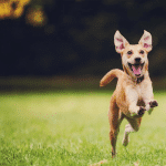 Residencia Canina Saboya – Guardería Canina en Alboraia