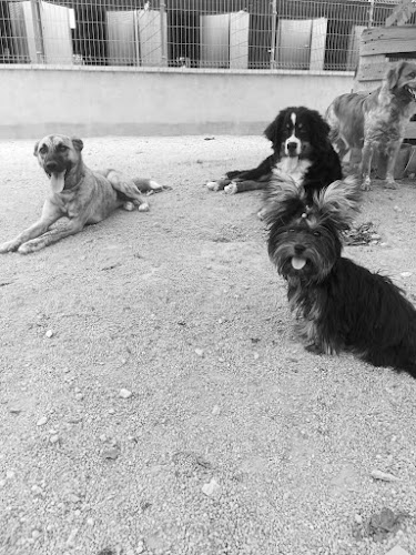 Negocio Residencia Canina Sagunto