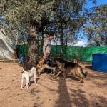 Residencia Canina Sarbecan – Guardería Canina en Nambroca
