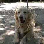 Residencia Canina Séneca – Guardería Canina en Las Quemadas