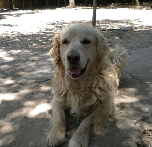 Negocio Residencia Canina Séneca
