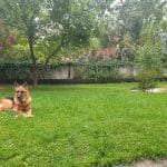 Residencia Canina Sierracan – Guardería Canina en Colmenar Viejo