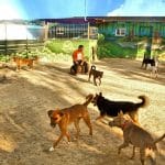 Residencia Canina Somos Muy Perros – Guardería Canina en Murcia