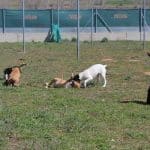 Residencia Canina Soria – Guardería Canina en Ontalvilla de Valcorba