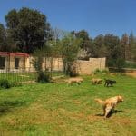 Residencia Canina Soria