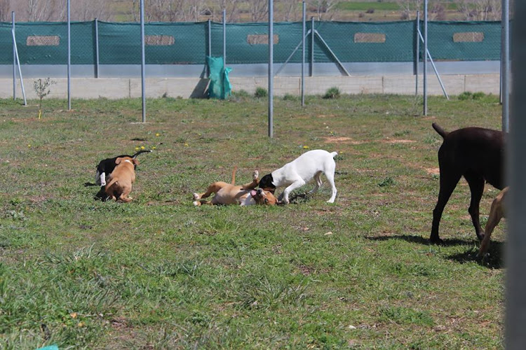 Negocio Residencia Canina Soria