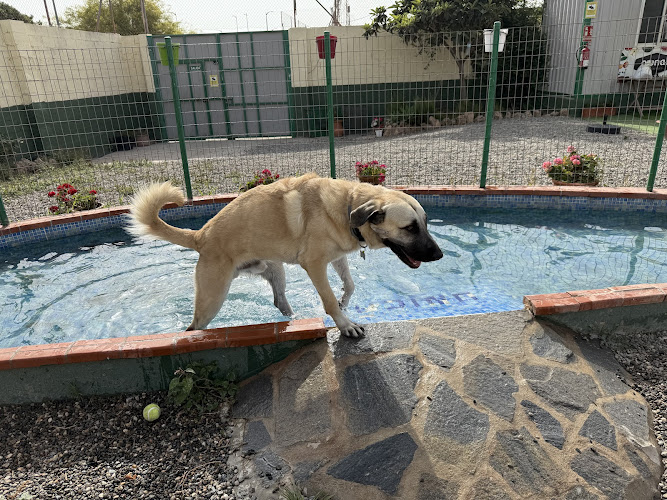 Negocio Residencia Canina Unican