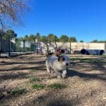 Residencia Canina Unidos – Guardería Canina en Navarrés