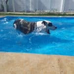 Residencia Canina Valencia – Guardería Canina en Valencia