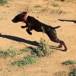 Residencia Canina Valencia Cencaval. – Guardería Canina en Aldaia
