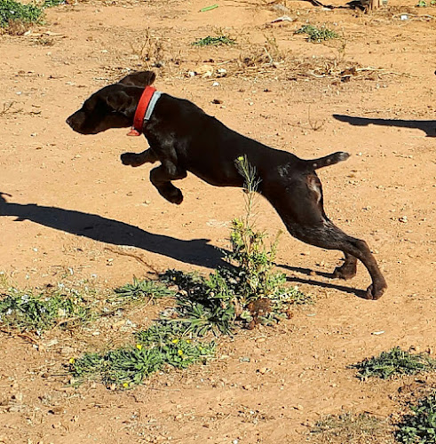 Negocio Residencia Canina Valencia Cencaval.