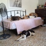 Residencia Canina Villa Happy Dogs – Guardería Canina en Villanueva de la Serena