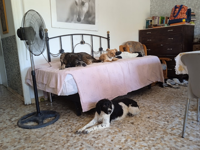 Negocio Residencia Canina Villa Happy Dogs