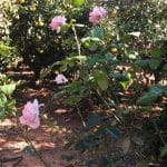 Residencia Canina Welcome – Guardería Canina en Rafelbunyol