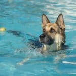 Residencia Canina Y Adiestramiento Can Brutus – Guardería Canina en Reus