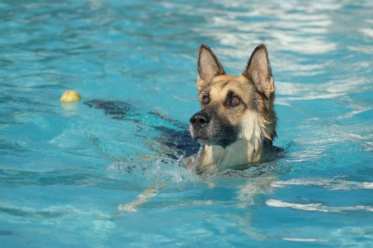 Negocio Residencia Canina Y Adiestramiento Can Brutus