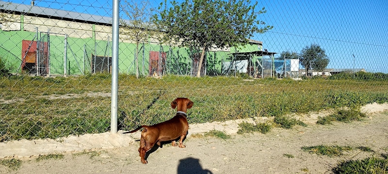 Negocio Residencia Canina Y Centro De Ocio Alanos De Toletum