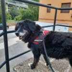 Residencia Canina Y Felina Brañavalera – Guardería Canina en Asturias