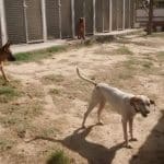 Residencia Canina Y Felina Cane – Guardería Canina en Las Rozas de Madrid