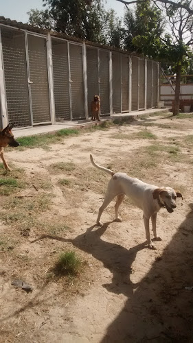 Residencia Canina Y Felina Cane