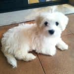 Residencia Canina Y Felina Chichet – Guardería Canina en Quart de Poblet