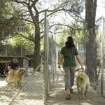 Residencia Canina Y Felina Las Brañas – Guardería Canina en Villanueva de la Cañada