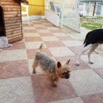 Residencia Canina Y Felina Los Mercegales – Guardería Canina en Mijas-Costa