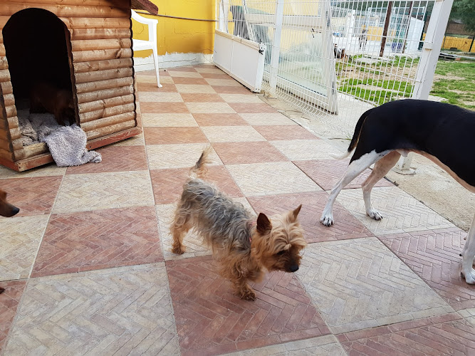 Residencia Canina Y Felina Los Mercegales
