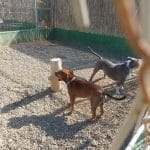 Residencia Canina Y Felina