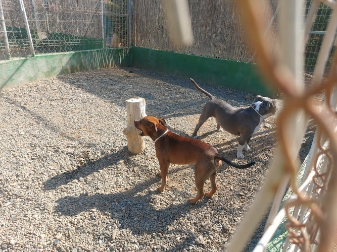 Residencia Canina Y Felina