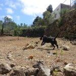 Residencia Canina Y Felina, Peluquería Canina, Garras Y Patas, Tenerife – Guardería Canina en Llanito Perera
