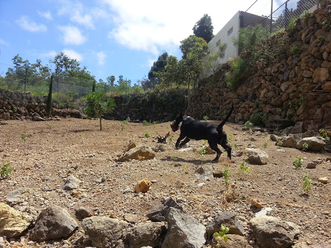 Negocio Residencia Canina Y Felina, Peluquería Canina, Garras Y Patas, Tenerife