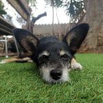 Residencia Canina Y Felina Son Amat – Guardería Canina en Es Castell