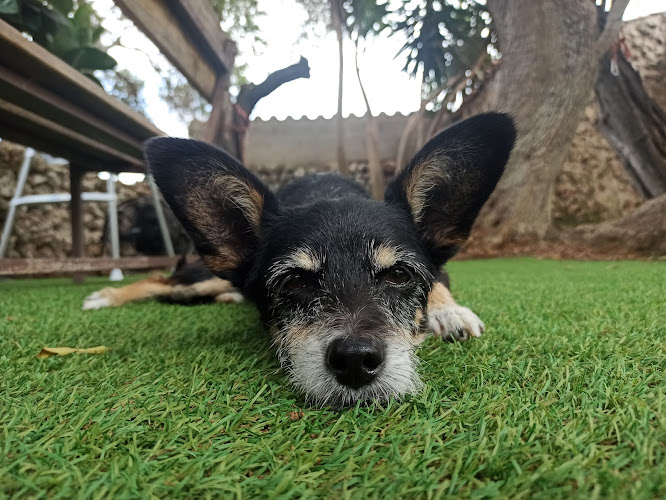 Negocio Residencia Canina Y Felina Son Amat