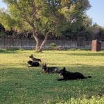 Residencia Canina Y Felina Y Escuela De Adiestramiento Las Palomas – Guardería Canina en Almería