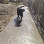 Residencia De Mascotas Momo – Guardería Canina en Corcos