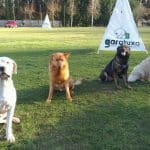 Residencia Garatuxa – Guardería Canina en Outeiro de Rei