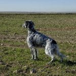 Residencia Hotel Canino Larrañazubi – Guardería Canina en Getxo
