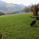 Residencia Kadagua S.l. – Guardería Canina en Gordexola