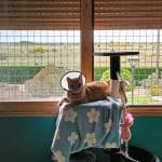 Residencia Mascotas, S.c. – Guardería Canina en Villanueva del Carnero