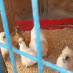 Residencia Tramonti - Residencia Canina Y Felina – Guardería Canina en Melilla